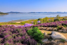 추천갤러리 - 보랏빛 섬 박지도