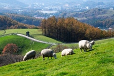 추천갤러리 - 양떼목장