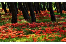 추천갤러리 - 석불산 꽃무릇