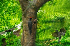 추천갤러리 - 까막 딱다구리~