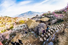 추천갤러리 - 매화 길