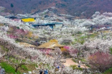 추천갤러리 - 화려한 매화동산