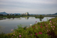 추천갤러리 - 전주근교 코스모스 축제장