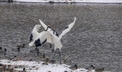 추천갤러리 - 학춤