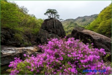 추천갤러리 - 빗점골 수달래