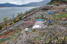 추천갤러리 - 매화마을~~~