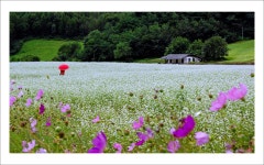 추천갤러리 - 봉화 소천 마을