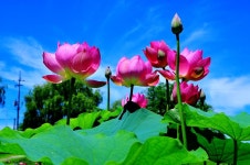 추천갤러리 - 연꽃