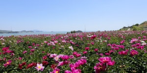 추천갤러리 -  海邊 芍藥  추천갤러리 - &quot; 海邊 芍藥 &quot;