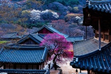 추천갤러리 - 구레 화엄사 홍매화