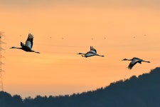 추천갤러리 - 재두루미의 음표