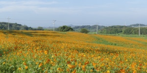 추천갤러리 -  학원농장 小景  추천갤러리 - " 학원농장 小景 "