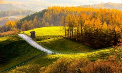 추천갤러리 - 대관령 양떼목장