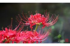 추천갤러리 - 꽃무릇