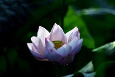 추천갤러리 - 蓮 .. ( 2021 . 관곡지)