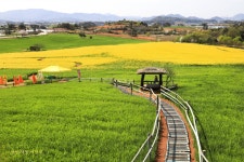 추천갤러리 - 유채꽃과 청보리밭