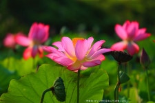 추천갤러리 - 연화의 구성