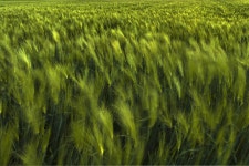 추천갤러리 - 바람부는날 보리밭