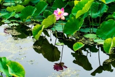 추천갤러리 - 연밭에서