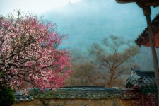 추천갤러리 - 산사의 아침