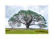 추천갤러리 - 솔고개 소나무