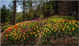 추천갤러리 - 아침고요 수목원