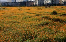 추천갤러리 - 인천 계양꽃마루 공원