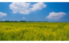 추천갤러리 - 김제보리밭