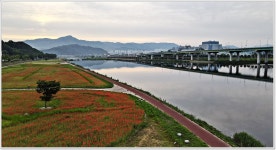 추천갤러리 - 천변의 꽃