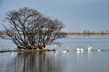 추천갤러리 - 주남 풍경