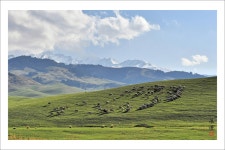 추천갤러리 - 설산의 양떼