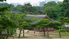 추천갤러리 - 경춘전 노송