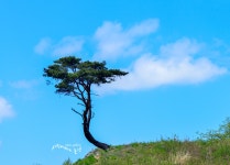 추천갤러리 - 워로운 소나무