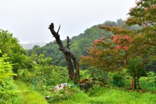 추천갤러리 - 망진산 가는 길