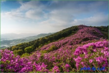 추천갤러리 - 봉화산 철쭉