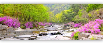 추천갤러리 - 월성계곡 수달래