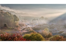 추천갤러리 - 꿈꾸는 숲