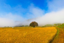 추천갤러리 - 추억 속으로.... (원정리 느티나무)