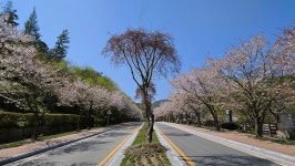 추천갤러리 - 벗꽃 가로수