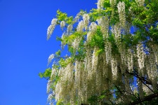 추천갤러리 - 하얀등나무