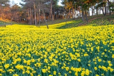 추천갤러리 - 유기방가옥 수선화