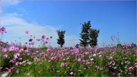 추천갤러리 - 가을 戀歌