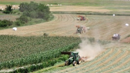 추천갤러리 - 연맥 수확