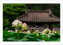 추천갤러리 - 세미원