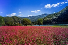 추천갤러리 - 홍 메밀꽃
