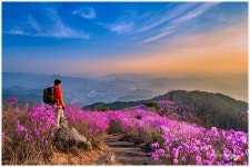 추천갤러리 - 진달래 동산에서