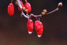 추천갤러리 - 탐스러운 산수유