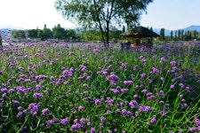 추천갤러리 - 꽃밭속 쉼터.