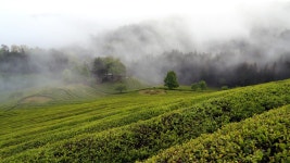 추천갤러리 - 안개속 다원