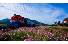 추천갤러리 - 북천역코스모스